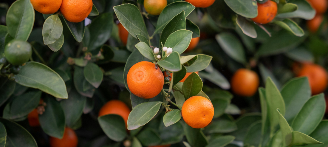 La Natura e i prodotti Integraviva